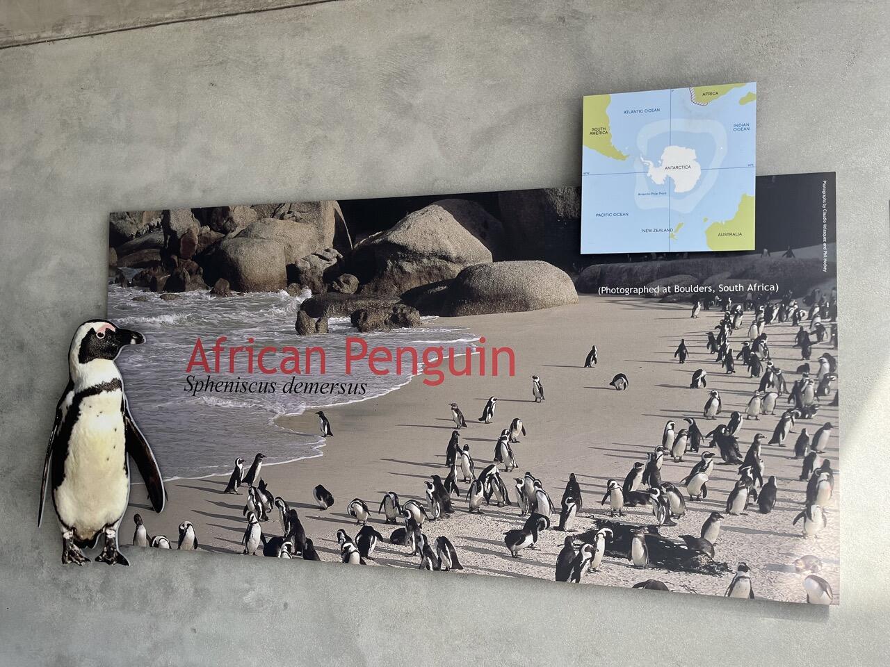 29 野生のペンギンと出会える国 | とよた先生のナミビアDays（豊田 桃香） | JICA海外協力隊の世界日記